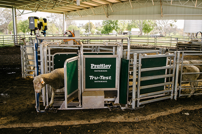 Datamars Livestock acquires NZ-based Prattley