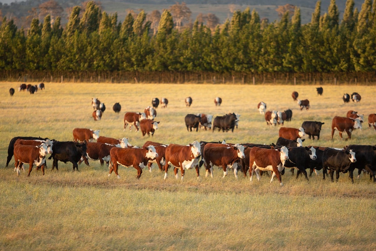 Trade Farm ANZ outlook shows optimism for some sectors - Trade Farm Machinery