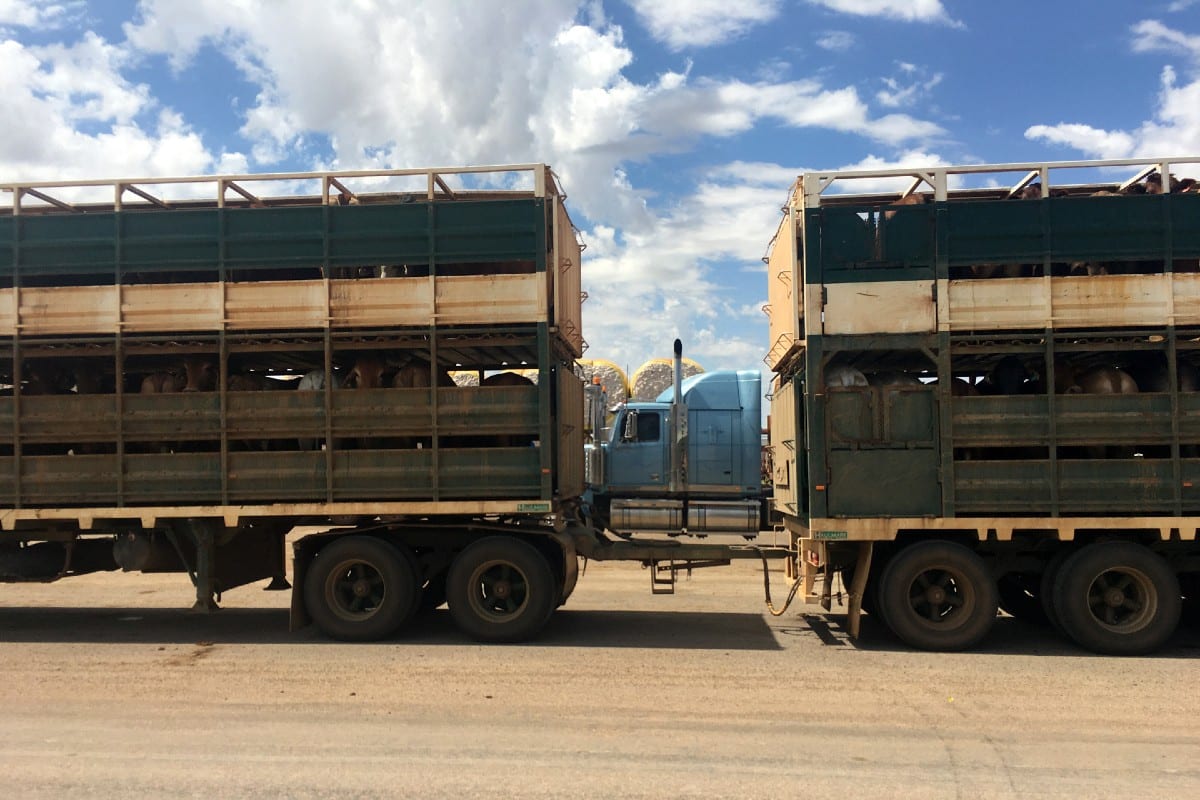 US tariffs met with beef industry disappointment - Trade Farm Machinery