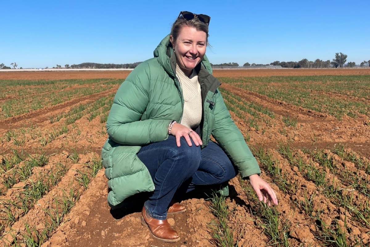 Frost research to assist grain growers - Trade Farm Machinery