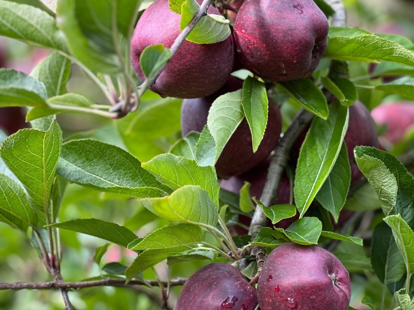 First mainland Australian apple exports to China